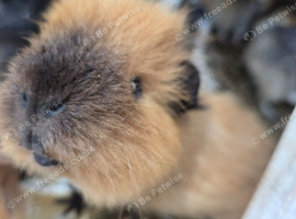 Young guinea pigs looking for new homes