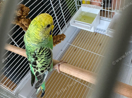 Budgie for sale