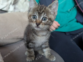 Two girl kittens