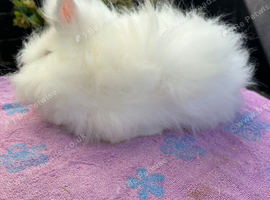 Lionhead female