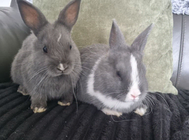 Baby netherland dwarf girls for sale