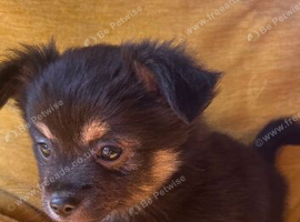 Teacup chihuahua