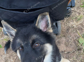 German shepherd/ husky pup