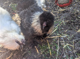 3 silkie cockerels for sale