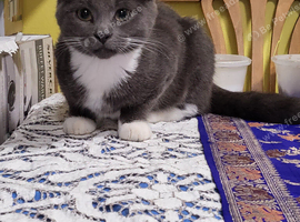 Short haired british blue/and long haired tortishell kittens