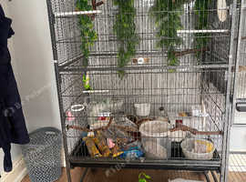 Large bird cage