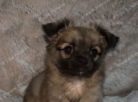 2 beautiful pomchi puppies