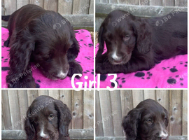 Beautiful cocker spaniel puppies