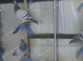 Free pigeons