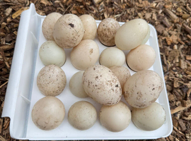 Duck Hatching Eggs - Mixed Breeds