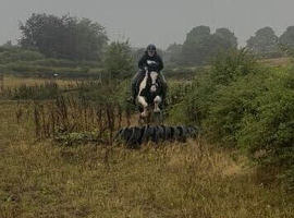 14hh coloured cob allround mare