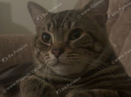 British long hair tabby