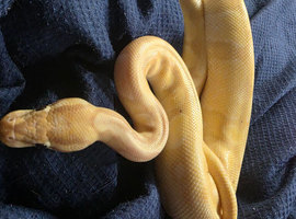 Banana pastel vanilla male