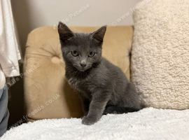Beautiful British shorthair kitten