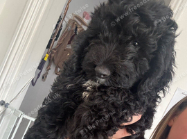 F1 Male Cockapoo