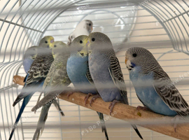 Baby Budgies