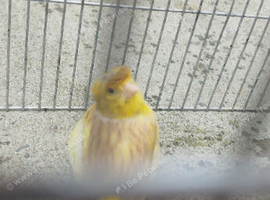 2 Hens canary