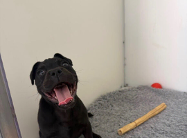 Beautifull boy for sale