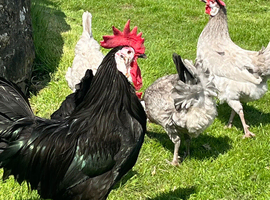 12 Spanish Hatching eggs