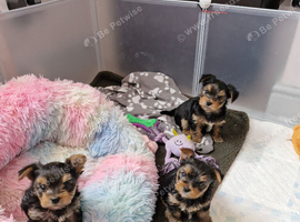 Little mini Yorkshire terrier puppies