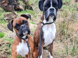 Beautiful Boxer Puppies