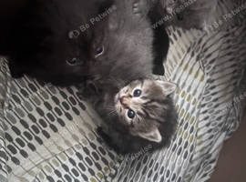 Fluffy half ragdoll kittens