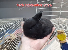 Baby mini lops