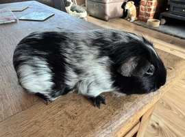 Guinea pigs chocolate girls