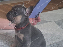 French bulldog puppies