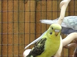Beautiful Blackwing young budgie