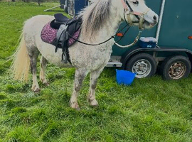 Lead rain and seconded pony