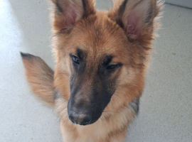 German shepherd Girl for sale
