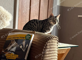 3 year old female snow bengal for rehoming