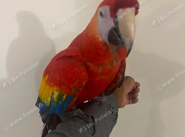 Stunning Talking Very Tame Loving Scarlet Macaw