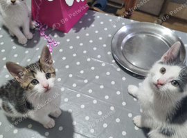 3 kittens Ready for new Home