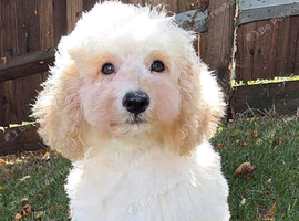 Handsome labradoodle fully dNA health tested