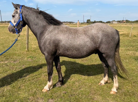 3 yr old section a, perfect child&rsquo;s pony