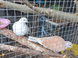 Pair collared doves