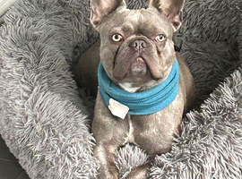 Female French bulldog