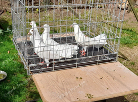 Doves for sale