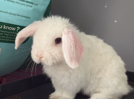 Female mini lop