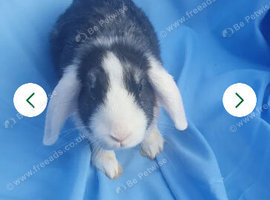 Baby rabbits