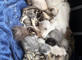 Ragdoll x bengal