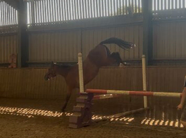 3yo aes gelding