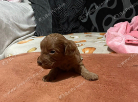 Fox Red cockapoo puppies