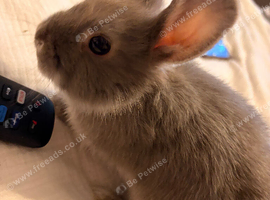 Grey Netherland Dwarf HOUSE bunny