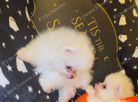 Perfect Pomeranians