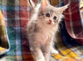 Blue & White Silver Tortie