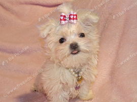 ***Exquisite Micro Tiny Teacup KC Registered Maltese Boy Puppy***