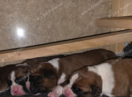 Beautiful red and white boxer puppies